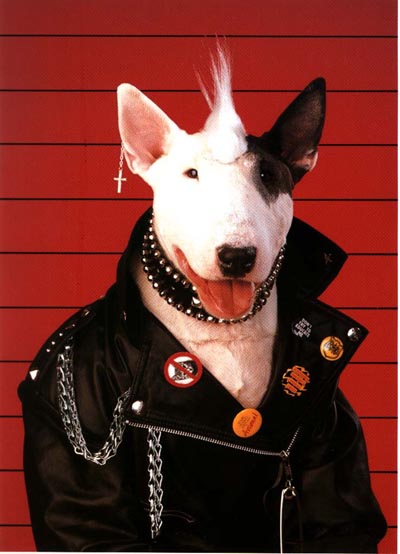 les chiens o puvoir
